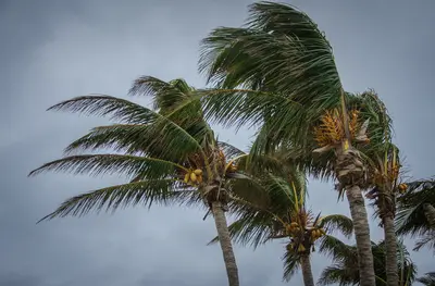 hurricane-season-wind-blowing