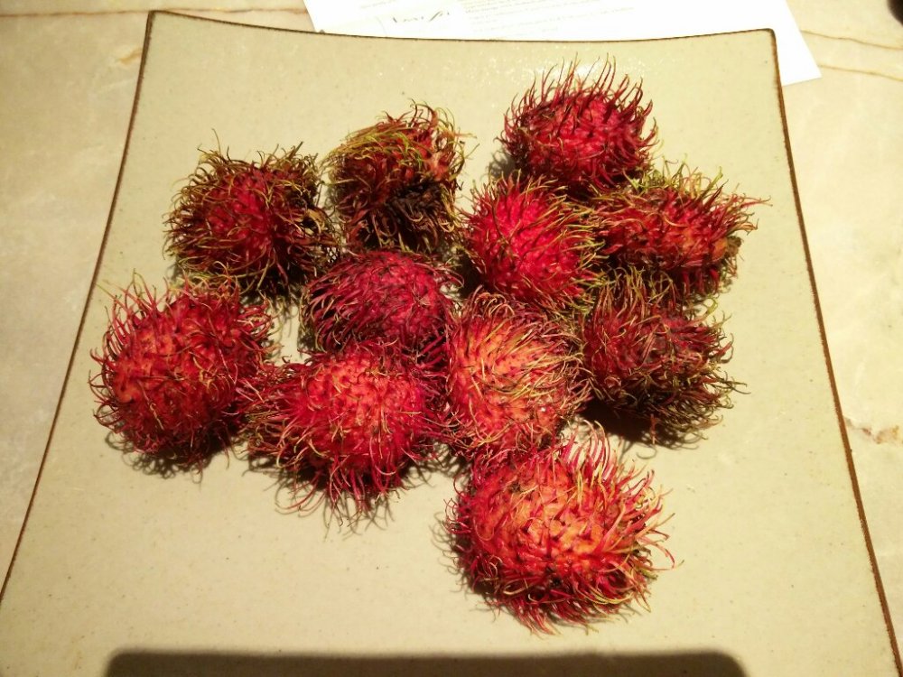 Rambutan1.thumb.jpg.0743d59ee28de23c2a88cd0937f6093a.jpg