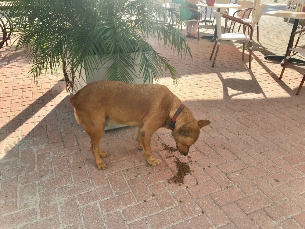 Day_4-St_Maarten_Dogs.thumb.jpg.31726fe951e4c51538341bbee042beaa.jpg