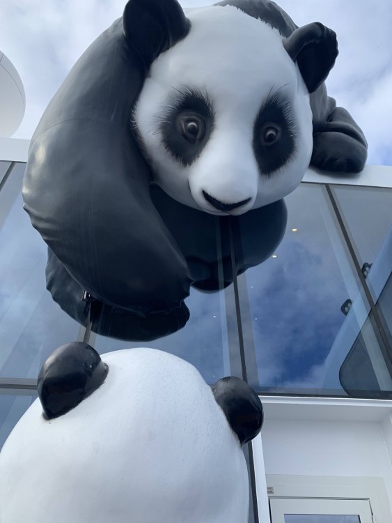 Panda.thumb.jpg.1172d7722c61afb9aad06a0bb9ab00a9.jpg