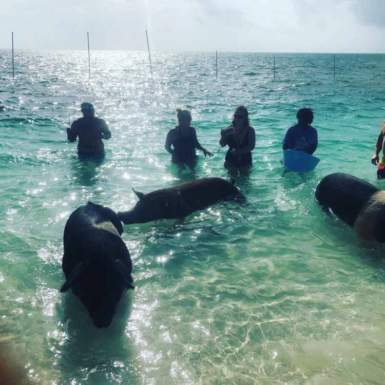 royal caribbean excursion swimming with pigs