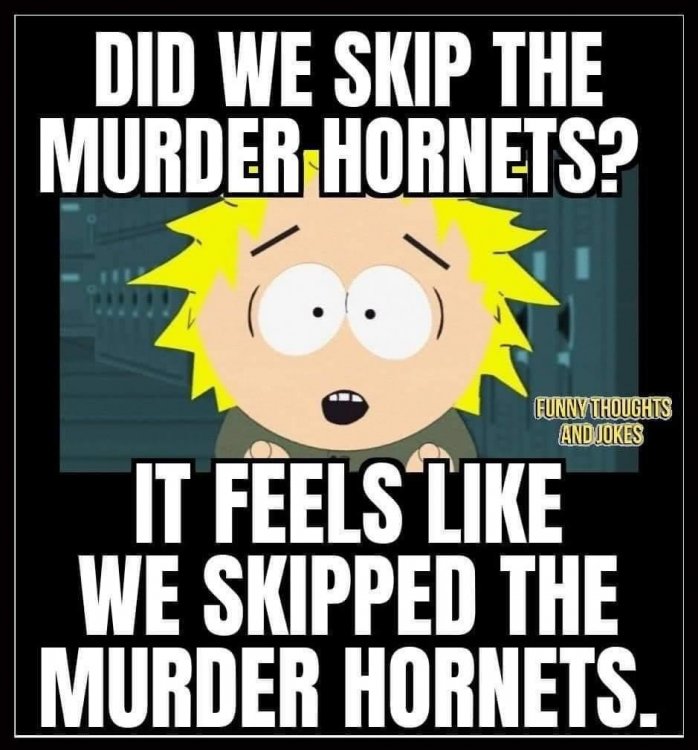 murder hornets.jpg