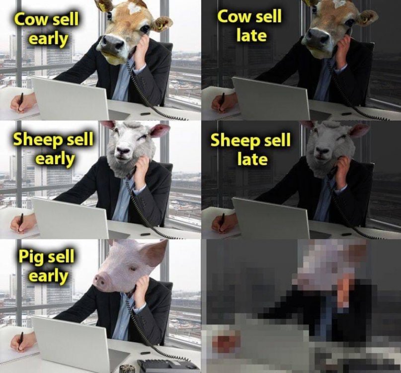 Pig sell late.jpg