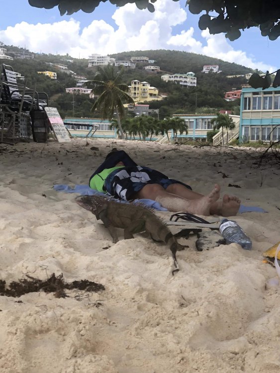 Isaac the Iguana making sure the boy is still breathing