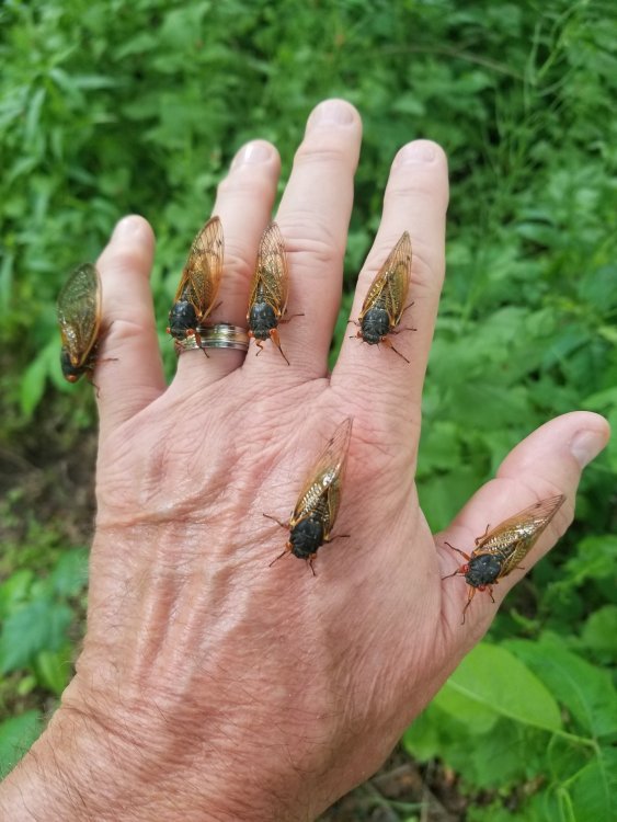 Cicadas.jpg