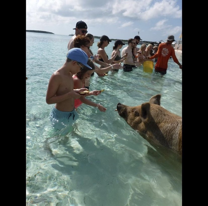 swimming pigs tour royal caribbean