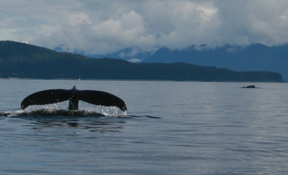 Whale Tail 3.jpg