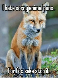 foxs.jpg