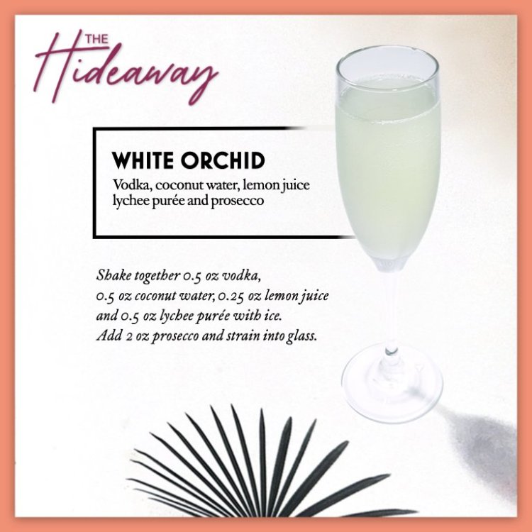 06WhiteOrchid.thumb.jpeg.99874218add119014799ba864e53218a.jpeg