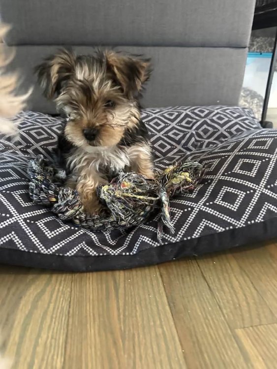 Puppy.thumb.jpg.3677dc130809caaa868f272762b2e239.jpg