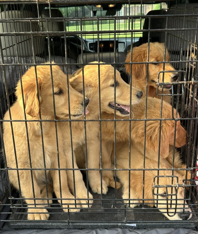 GoldenLitter.thumb.JPEG.3aed8875119c6e7d7e39b415a54318cf.JPEG