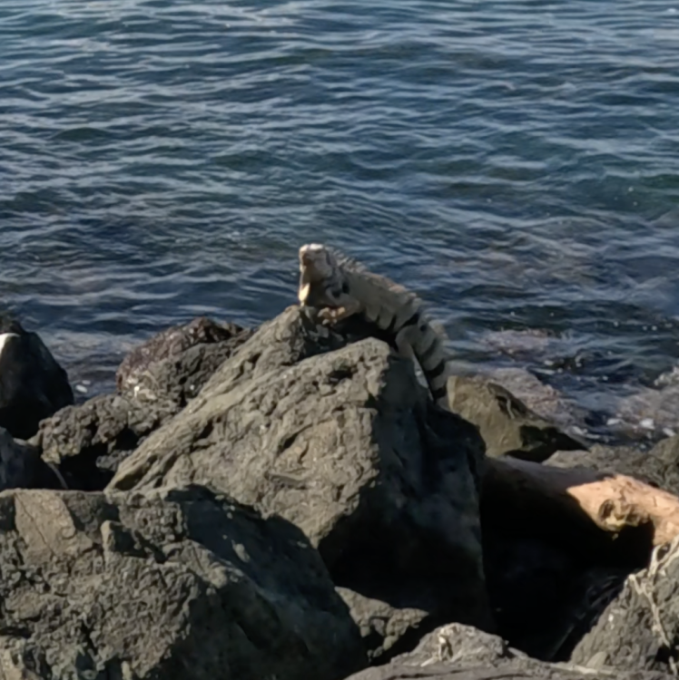 Screenshot 2026-01-08 at 1.50.01 PM.png