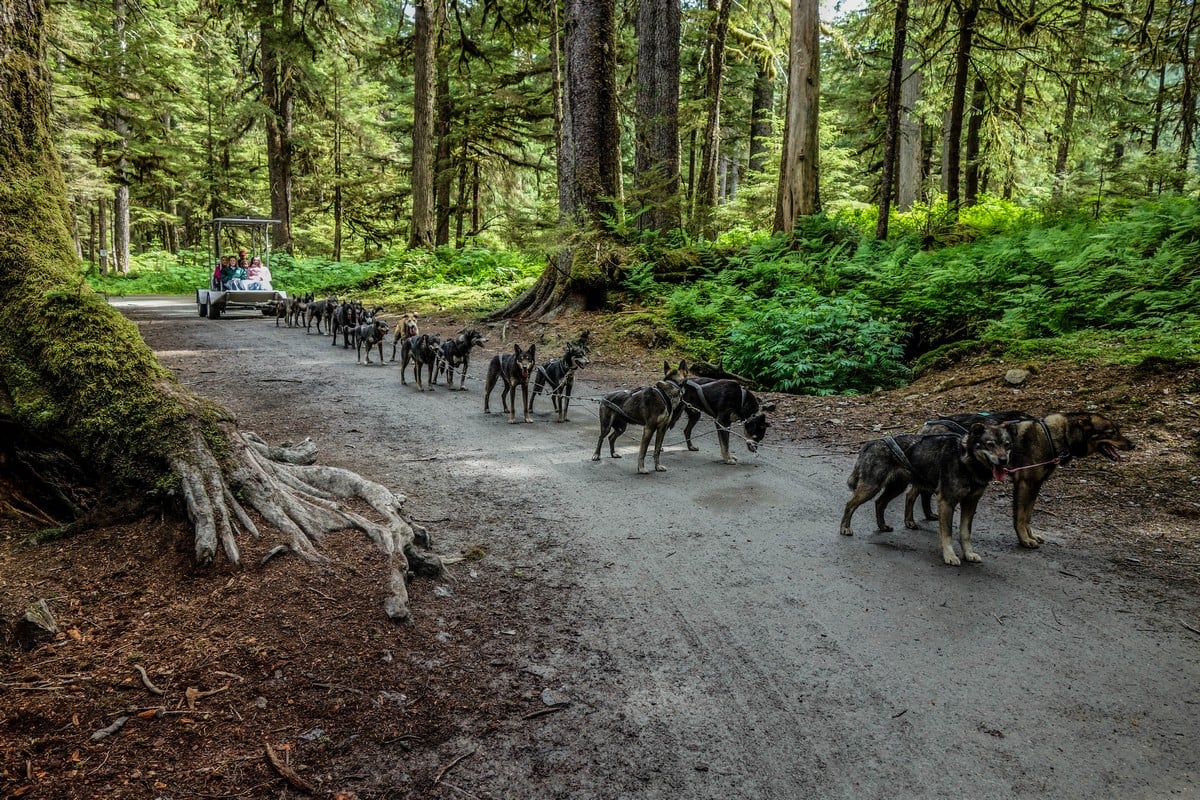 Sled Dog and Musher's Camp Excursion