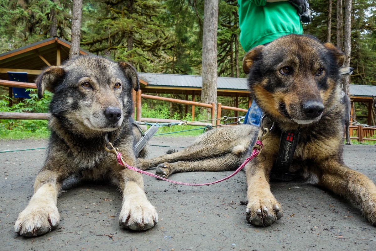 Excursion Focus: Alaska Sled Dogs & Musher's Camp in Juneau, Alaska | Royal Caribbean Blog