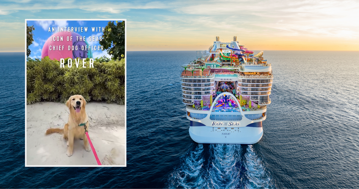 golden-retriever-has-lived-on-world-s-largest-cruise-ship-for-one-year