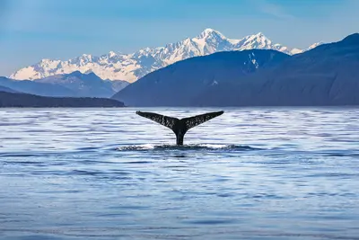 Whale in Alaska