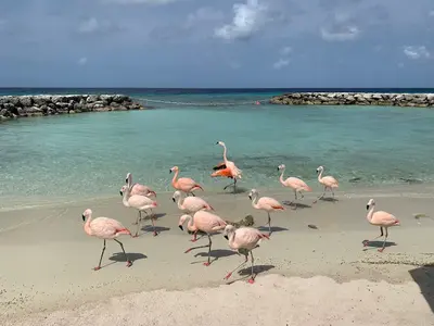 Flamingos