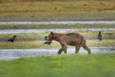 Pack Creek bear