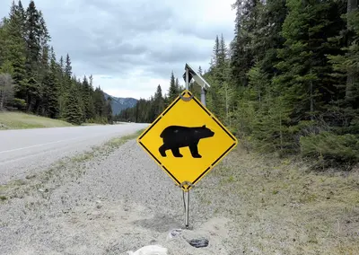 Bear warning sign