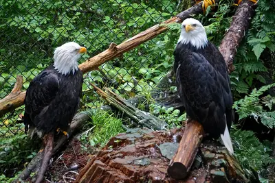 Raptor Center