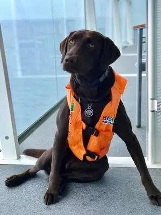 service dog on cruise balcony