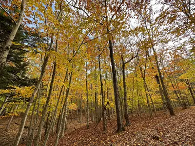 Fall foliage in Maine