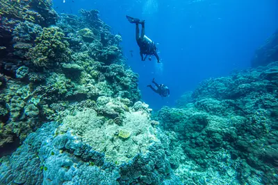 scuba diving on the great barrier reef