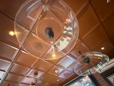 Speakers in the ceiling