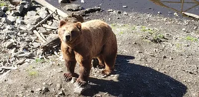 Bear