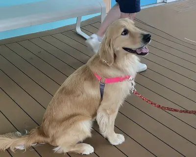 Rover Rover