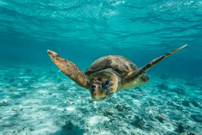 Sea-Turtle