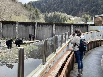 Woman watching bears