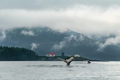 Whale watching