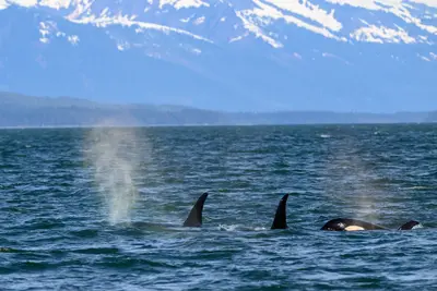 Pod of Orcas