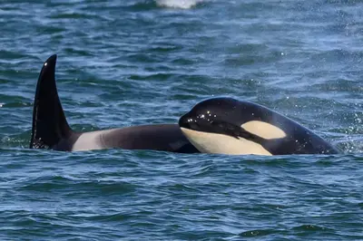 Orca whales