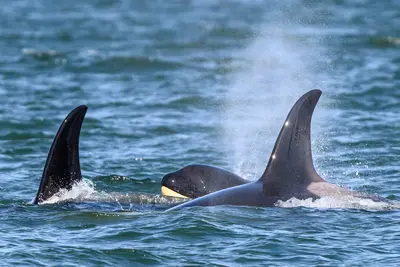 Orcas