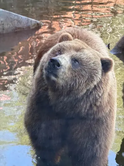 Bear