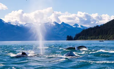 Whale watching in Juneau
