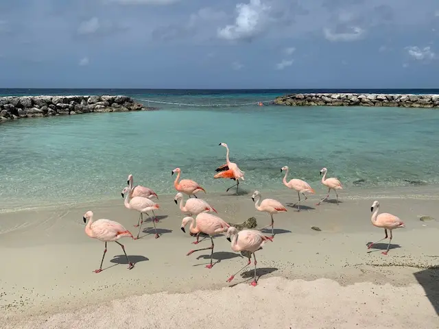 Flamingos