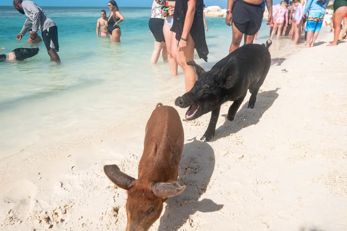 Swimming with the pigs