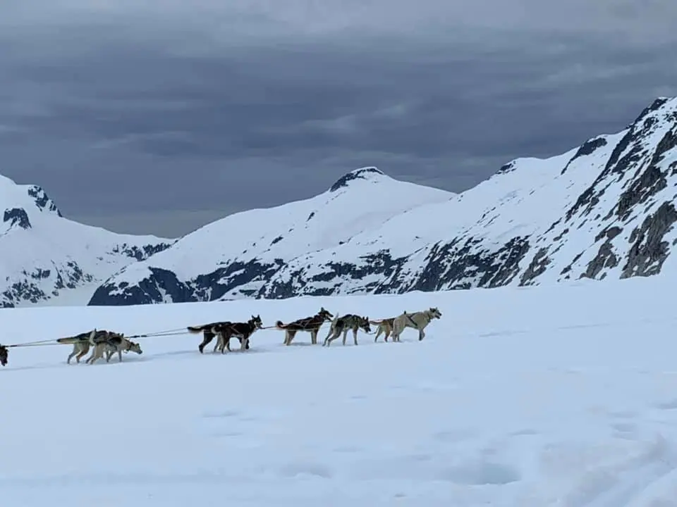 Dog Sled