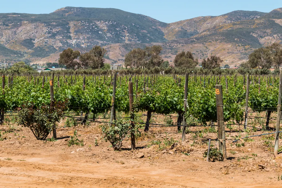 Rows of grapevines at a vineyard in Ensenada, Mexico