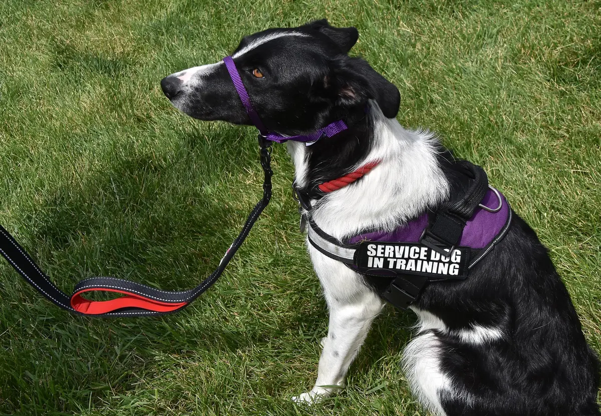 Service-Dog