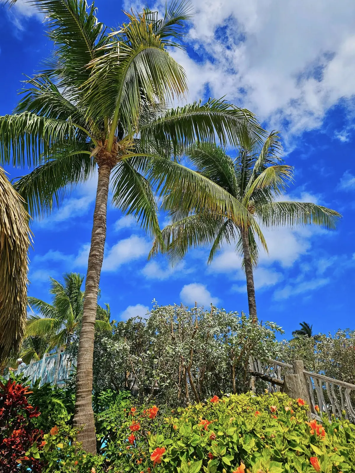 Palm trees