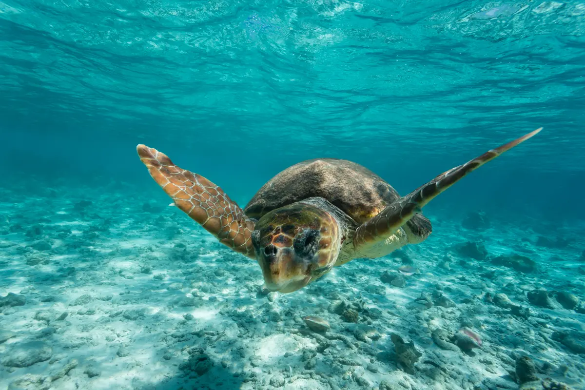Sea-Turtle Sea-Turtle