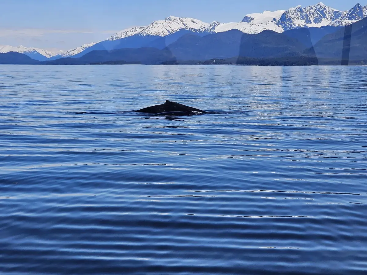 Whale