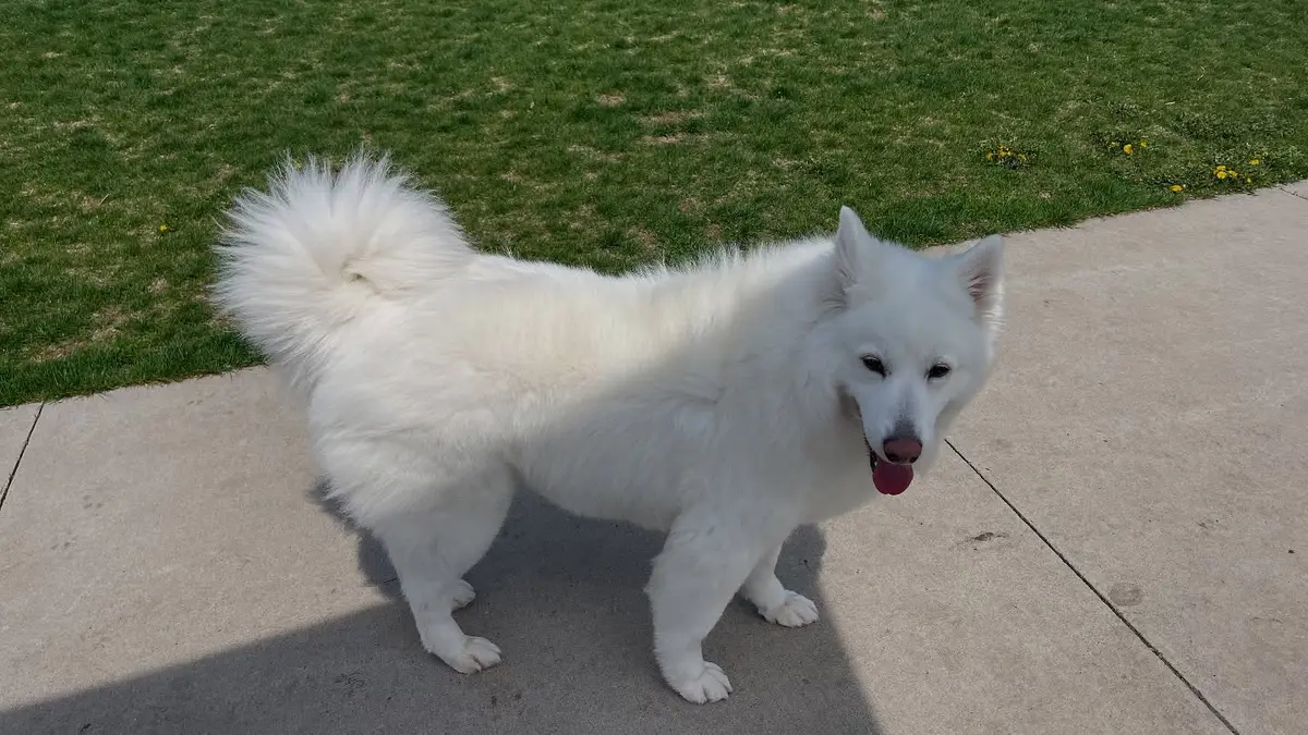 Greg's dog