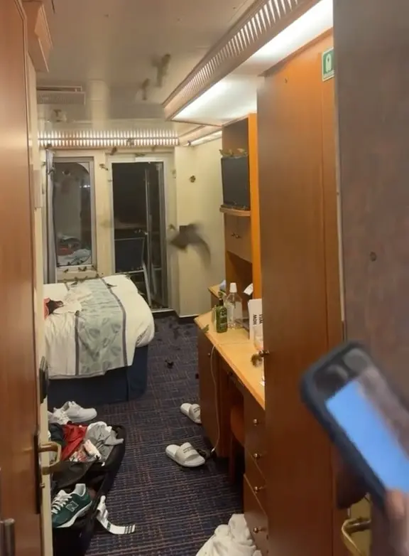 Birds in room