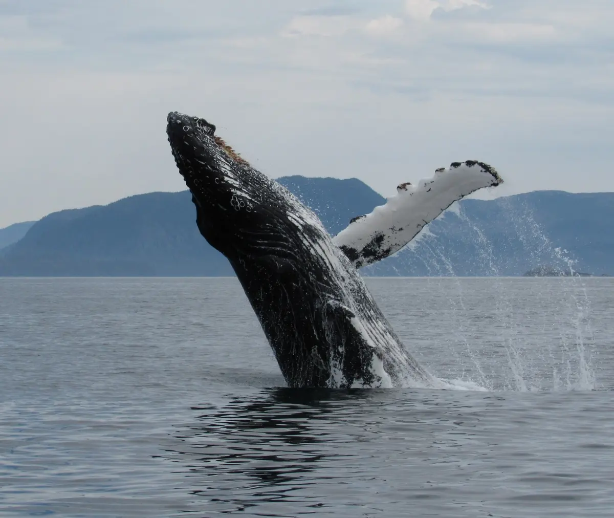 Humpback whale