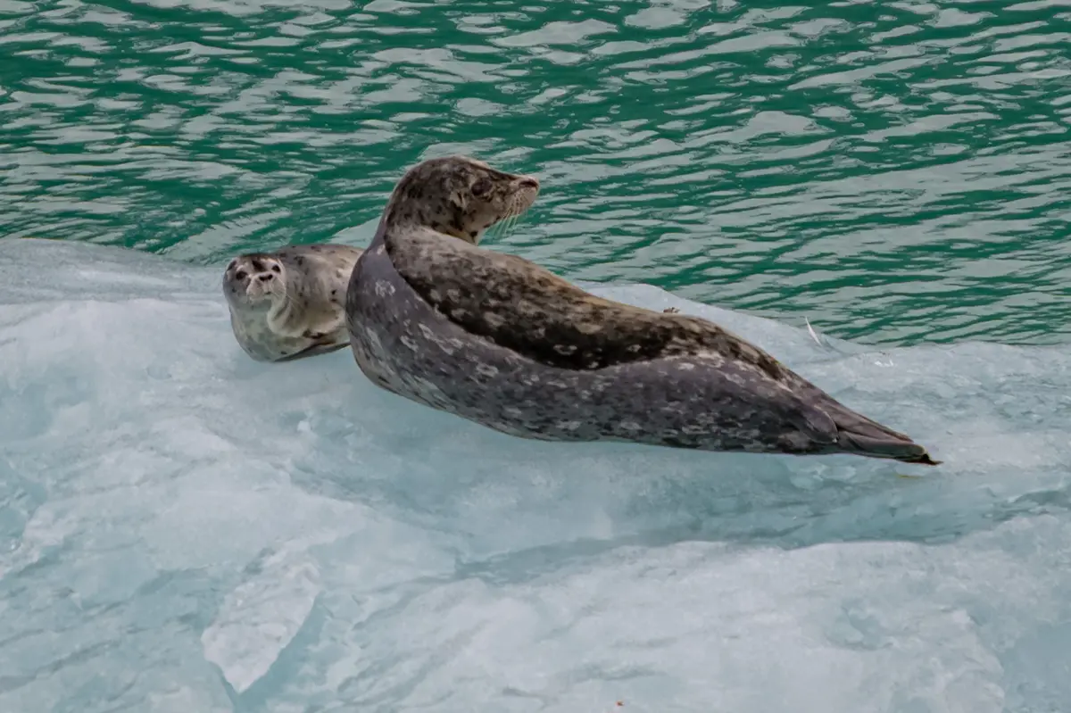 Seal and pup